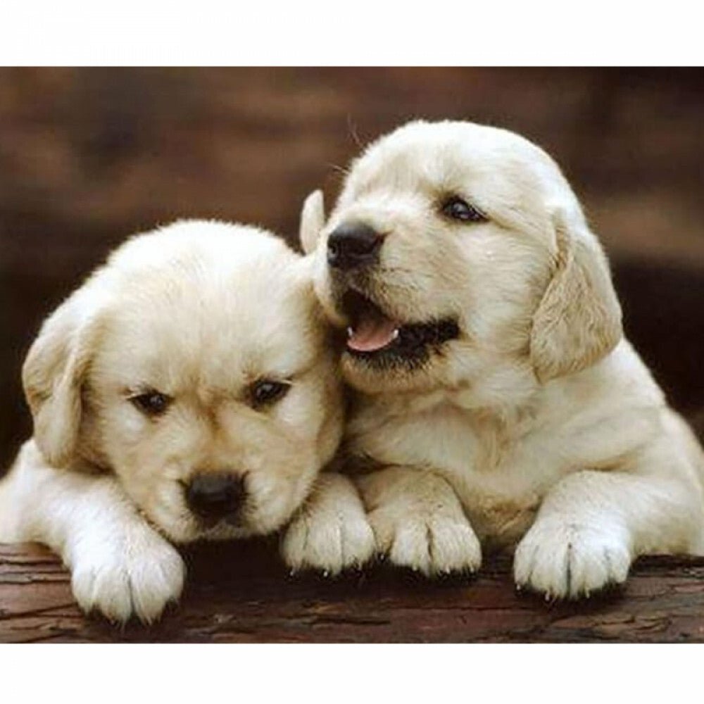 Gyémántfestő Készlet Kiskutya Mintával 50 x 30 cm - BShopyX0010QZVYB_0